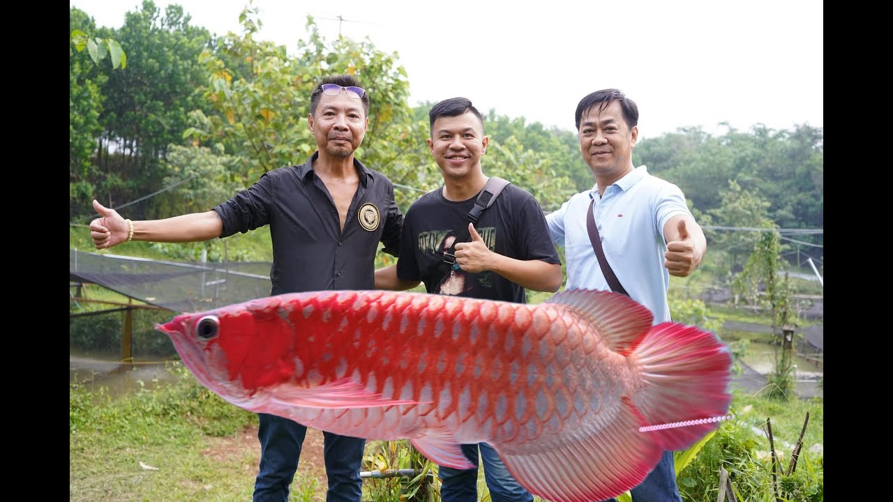 Trại Royal Red và Lò Luyện Cá Rồng Đi Thi ở Indonesia