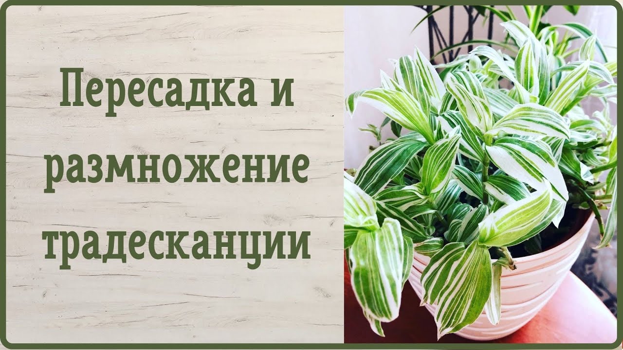 Пересадка и размножение традесканции