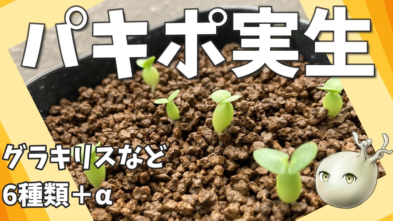 【実生】種から育てるパキポディウム！グラキリスなど【初心者】