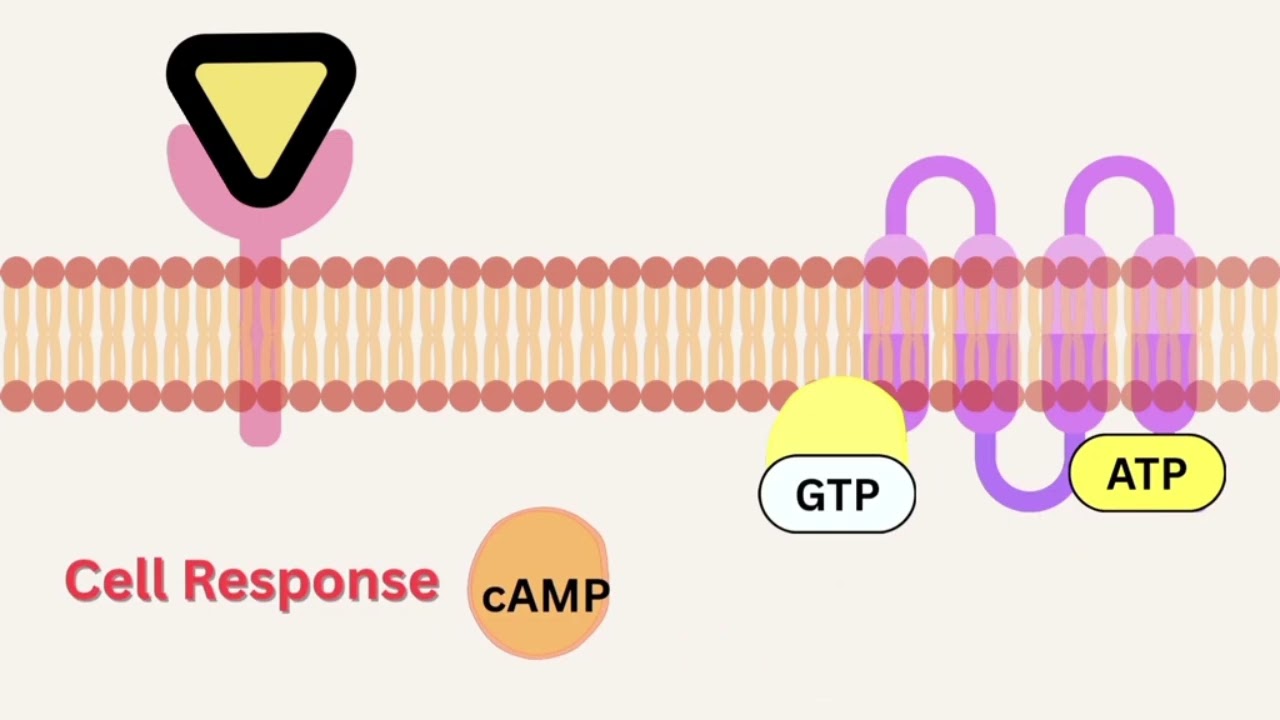 Endocrine system Overview  By Zero to goal