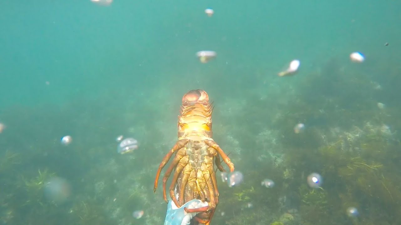 Lobsters Vol 1