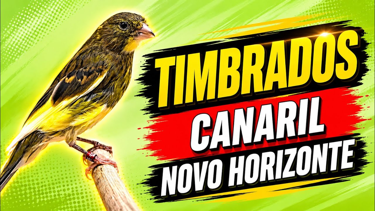 Mais de 100 FILHOTES de TIMBRADO ORIGINAL e a importância da SEXAGEM dos filhotes