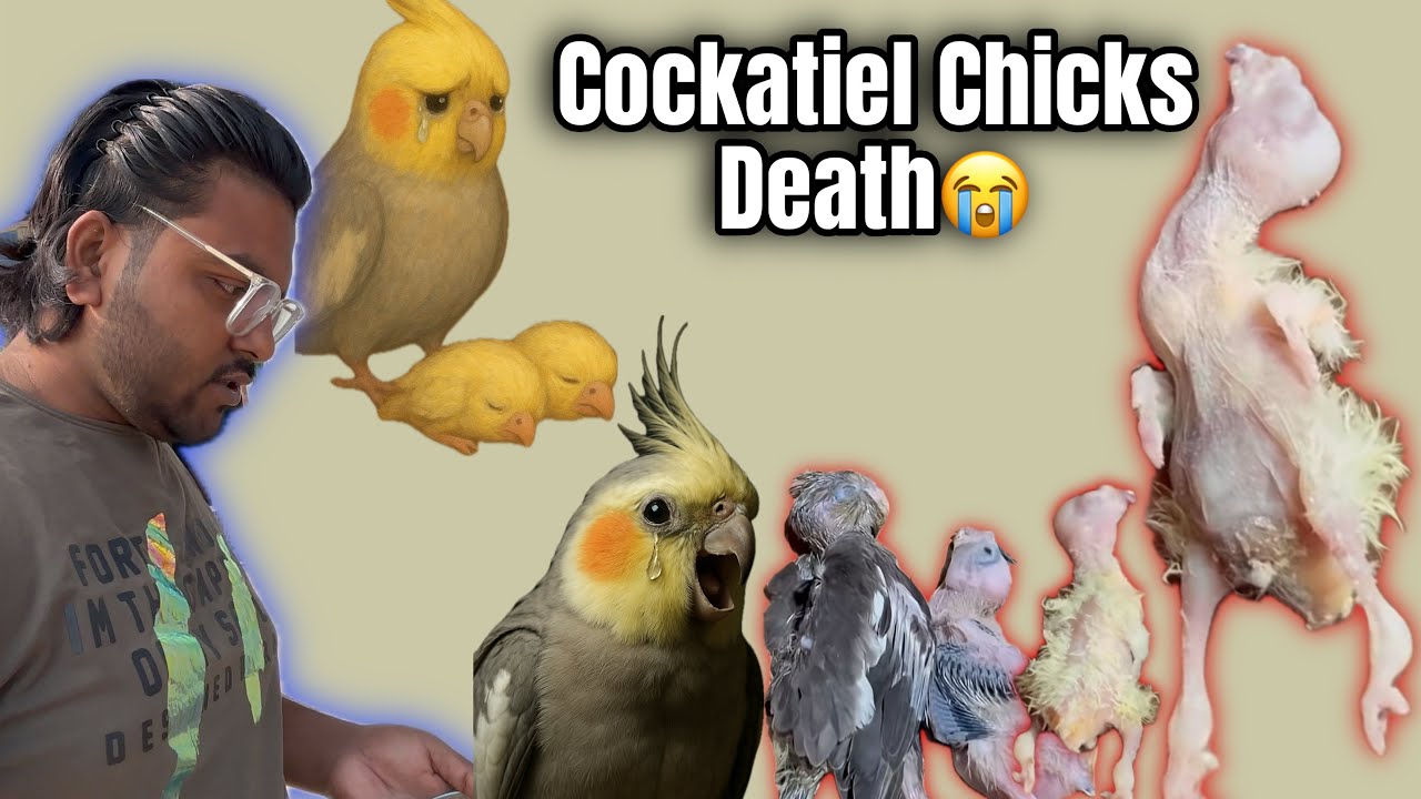 Cockatiel Chicks & Baby Expire😭 Problem_💯% Successful Cockatiel Chicks Save Process |