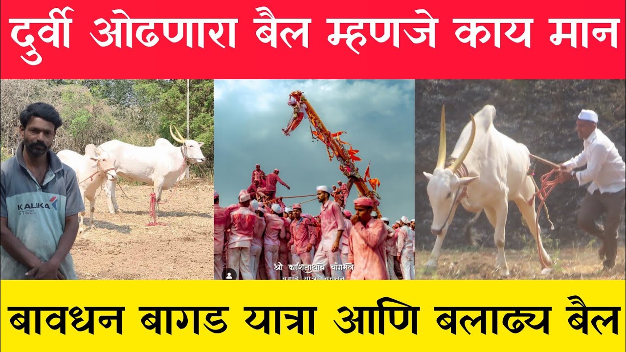 बावधन बगाडात दूर्वीची बैल कशी निवडली जातात जगप्रसिद्ध बावधन बगाड यात्रा #निसर्गाची_नाळ