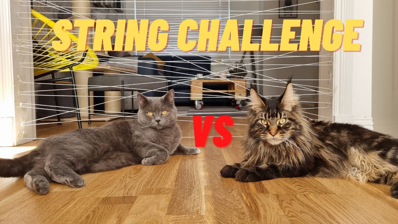 STRING CHALLENGE: BRITISH SHORTHAIR VS MAINE COON
