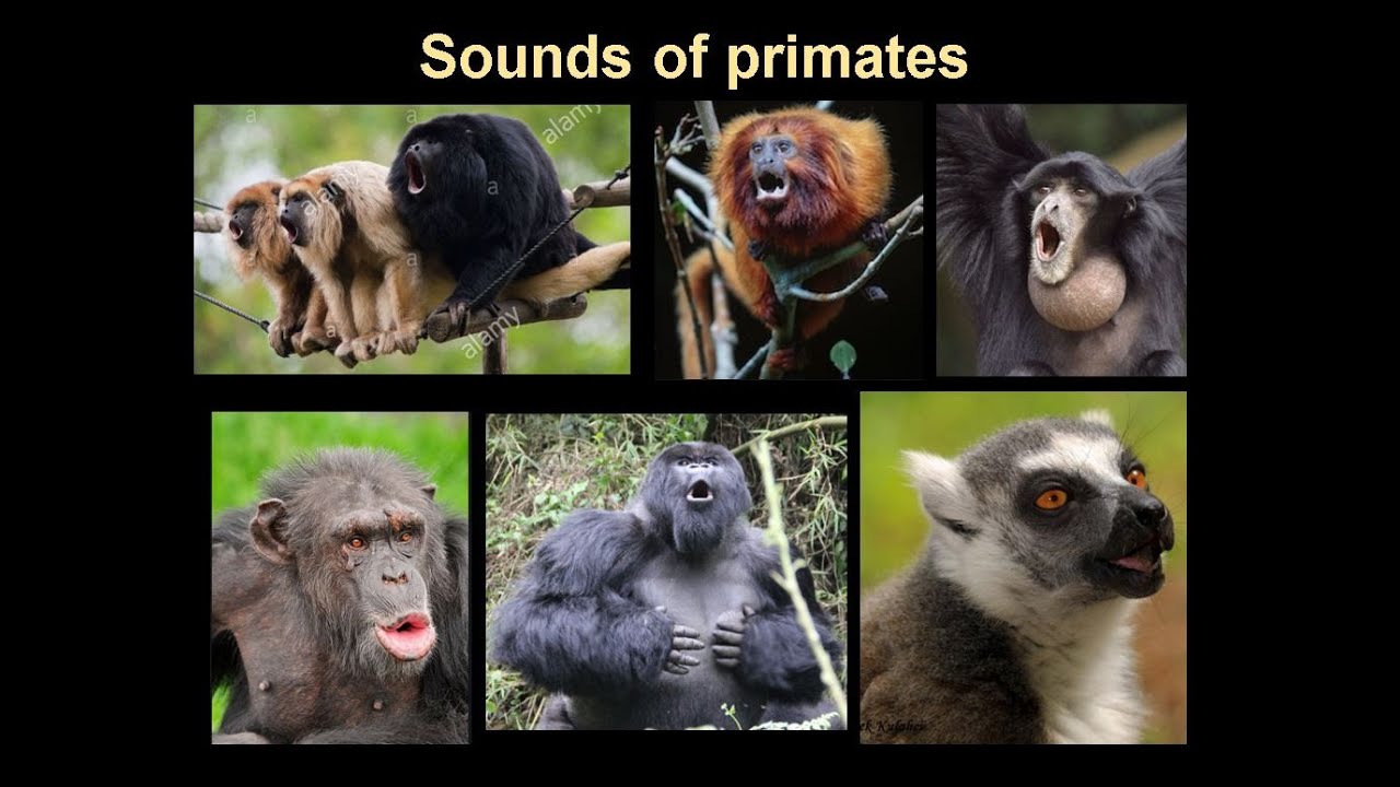 Sounds of Primates