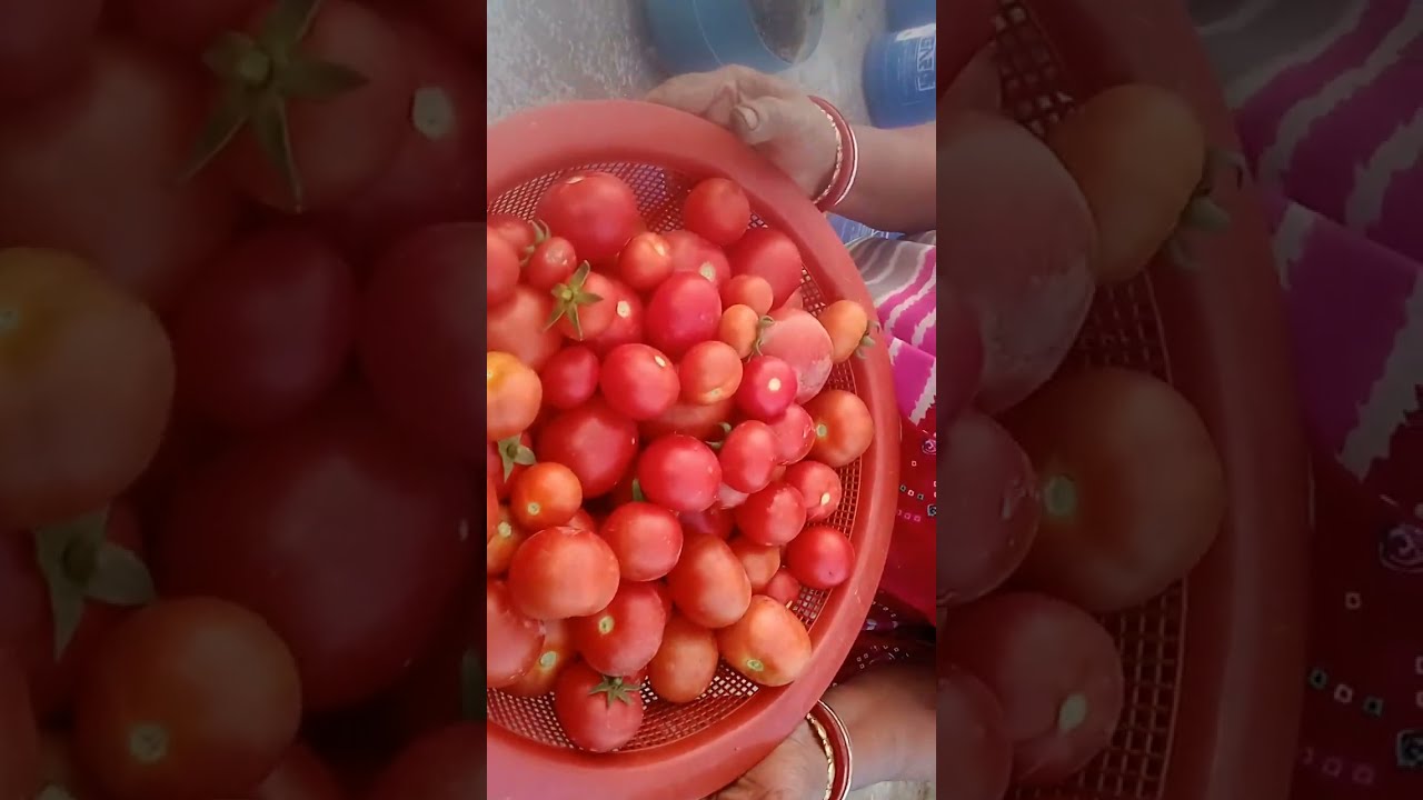 ছাদ বাগান থেকে টমেটোতোলার(পঞ্চম দিন) 