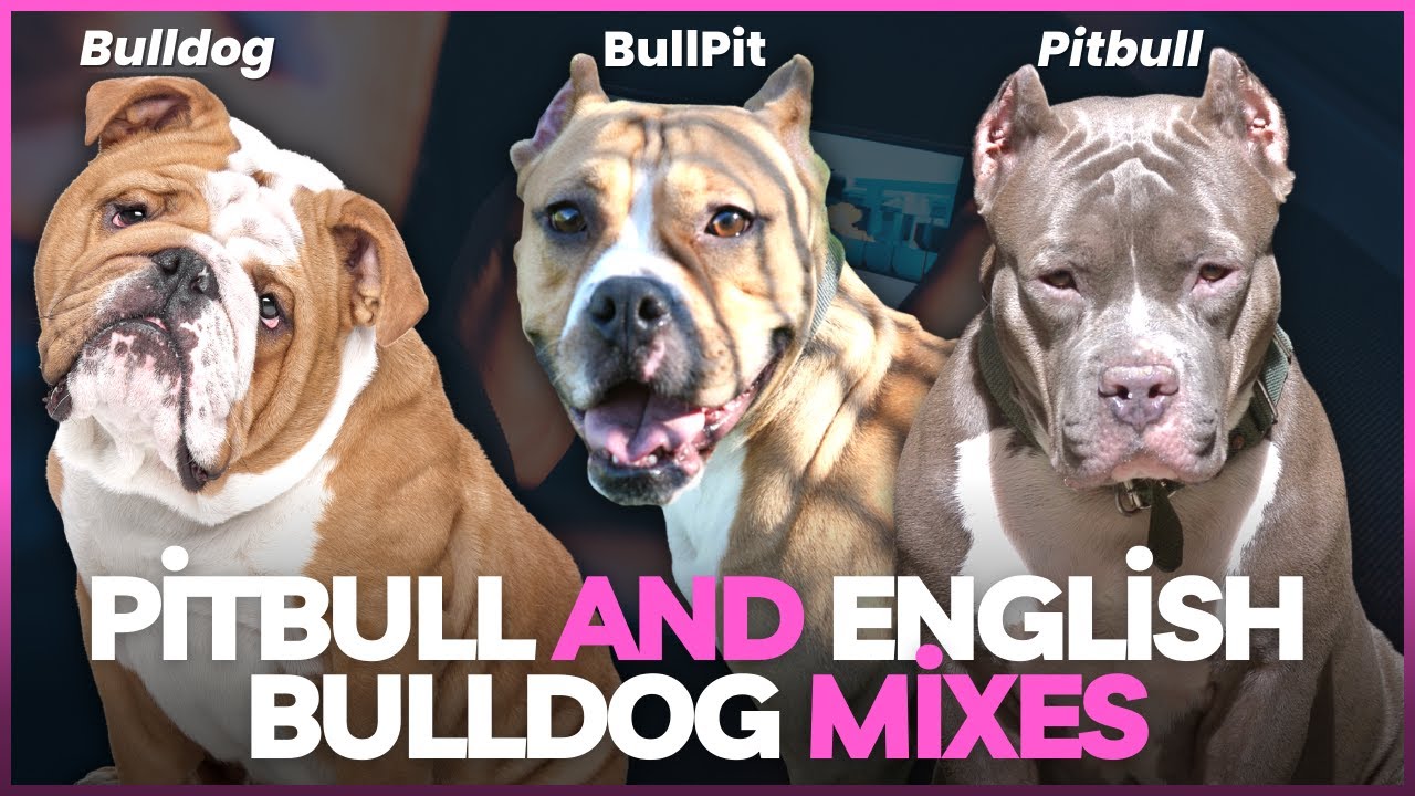 Pitbull and English Bulldog Mixes