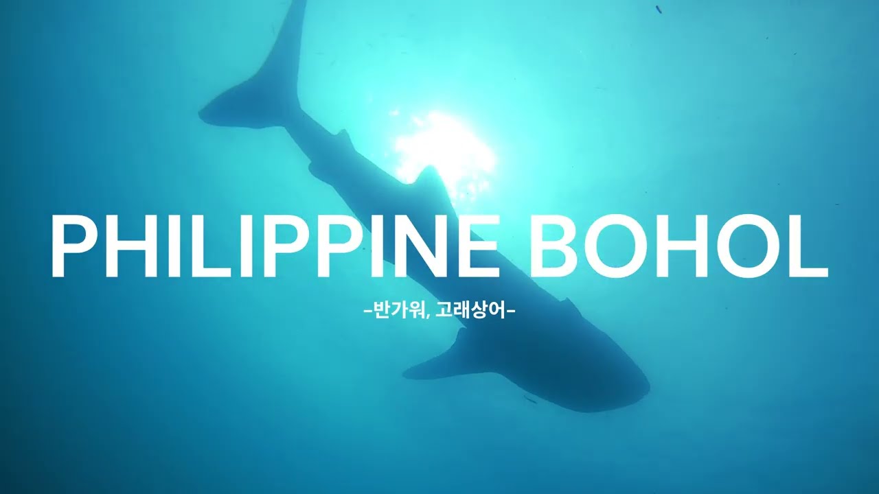보홀 고래상어 다이빙 투어 | 실제로 보면 압도적인 크기