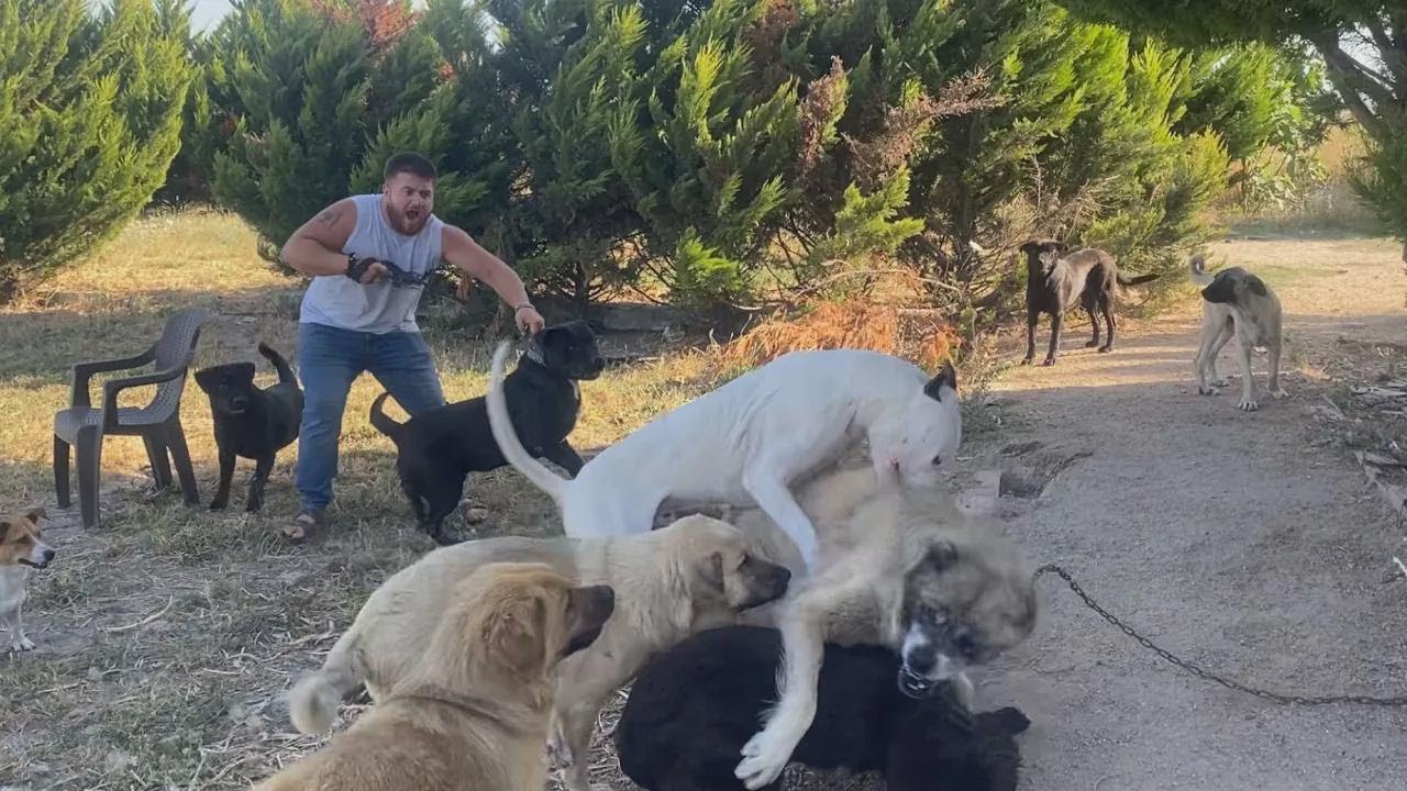 ¡Tyson y Carlos se enfrentaron y Hades apareció en la pelea!
