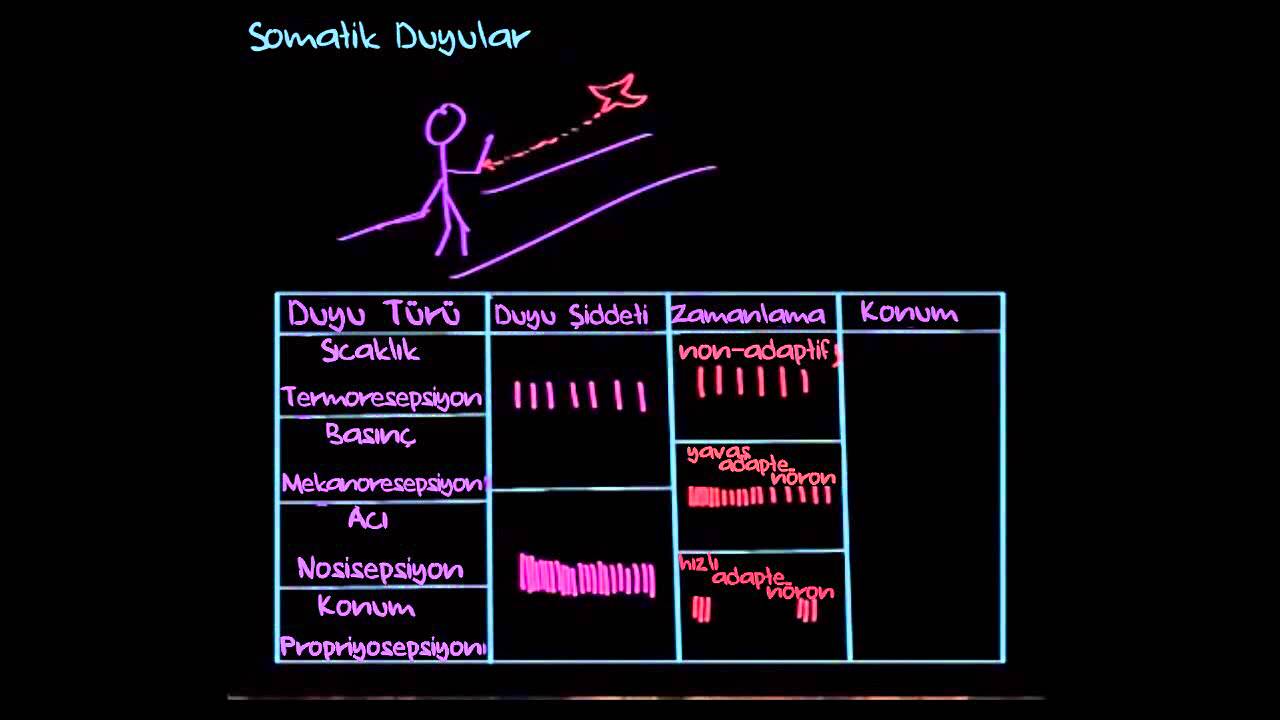 Somatik Duyular: Somatosensasyon (Sinir Sistemi Fizyolojisi) (Psikoloji / Çevreyi Algılama)