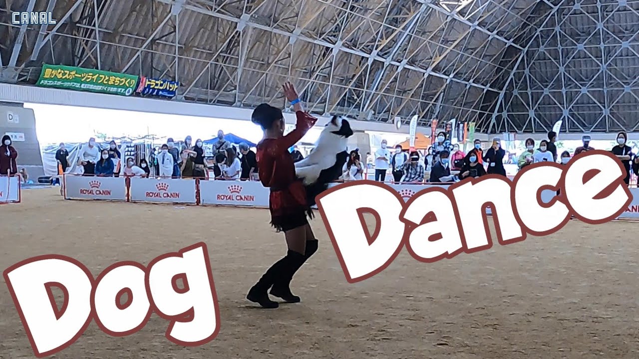 【Dog Dance】ドッグダンス