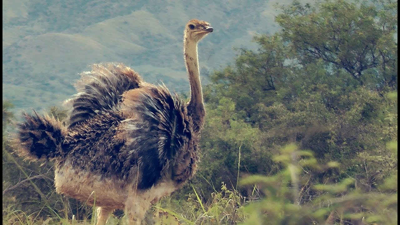 Watch what happens when I let my pet Ostrich out for the first time...