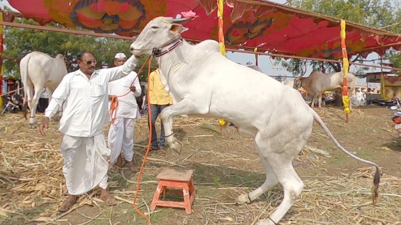 ಚಡಚಣ ನಿರಾಳೆ ಸಾಹುಕಾರರ ಕಿಲಾರಿ ಹೋರಿ