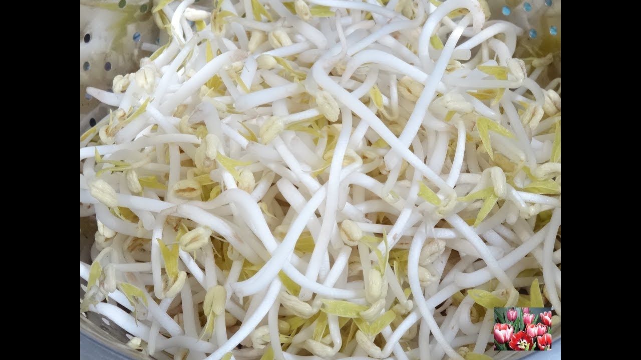 TRỒNG GI&Aacute; Mập &uacute; cao nhồng - LƯU &Yacute; KHI TRỒNG Gi&aacute; Đỗ / Gi&aacute; đậu Xanh KH&Ocirc;NG bị hư dễ d&agrave;ng by Vanh Khuyen