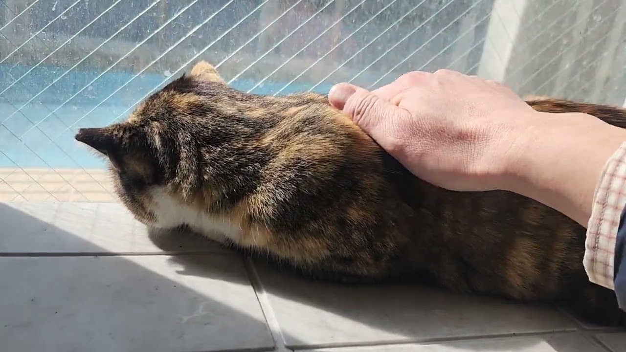 🍀HEALING CAT🐈️ 1304                                            💕FERRY PORT💕 3