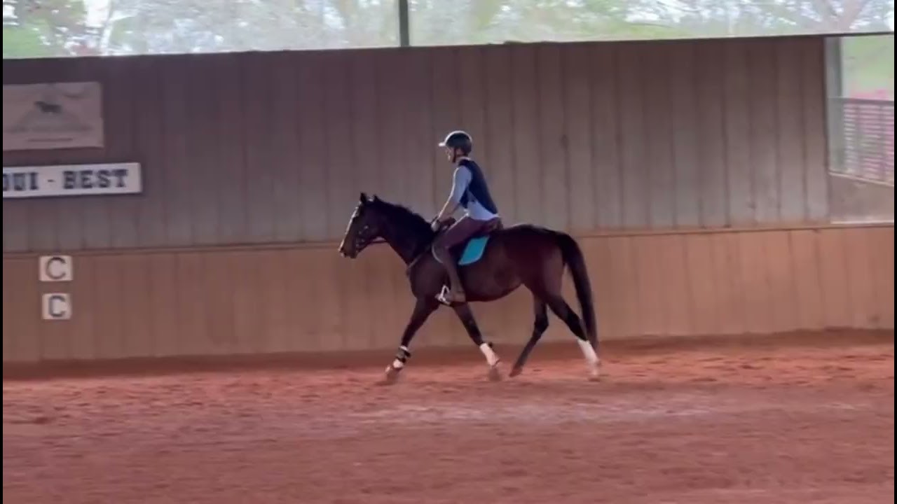 Isobela - Adoptable Thoroughbred at our Louisiana Facility