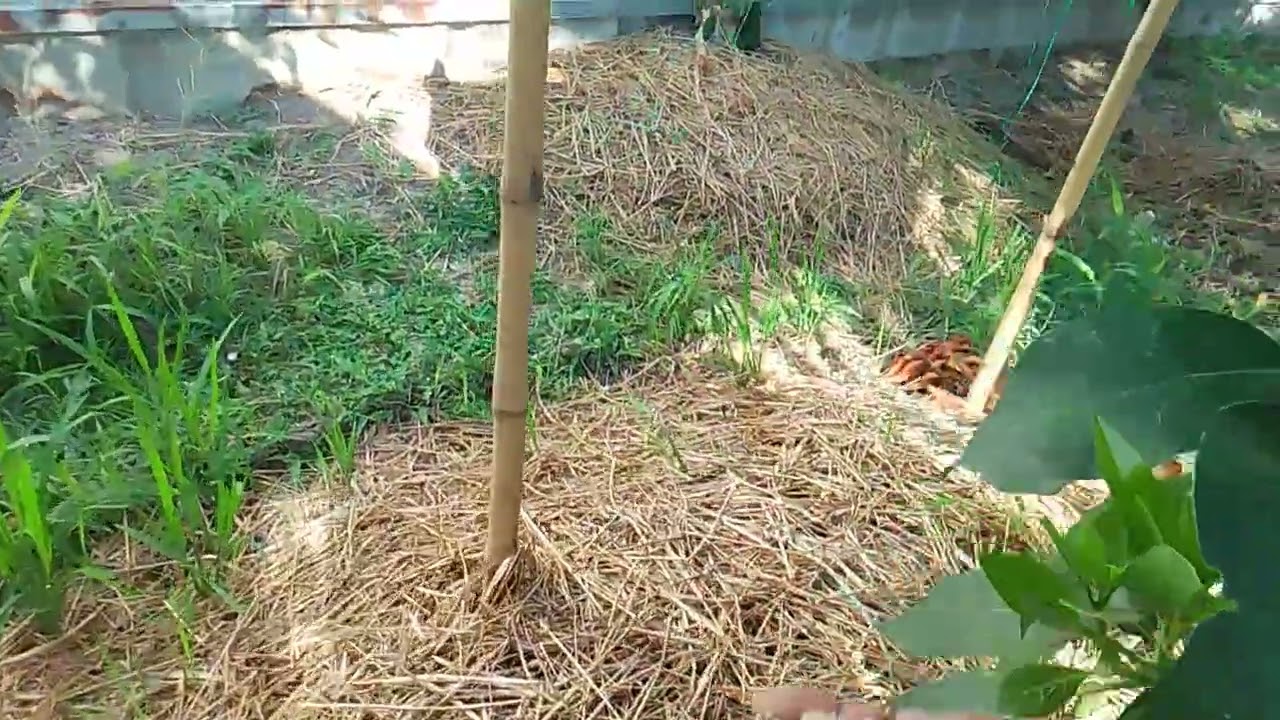 ใส่ปุ๋ยให้ต้นอะโวคาโด ที่กำลังแตกยอดครับ