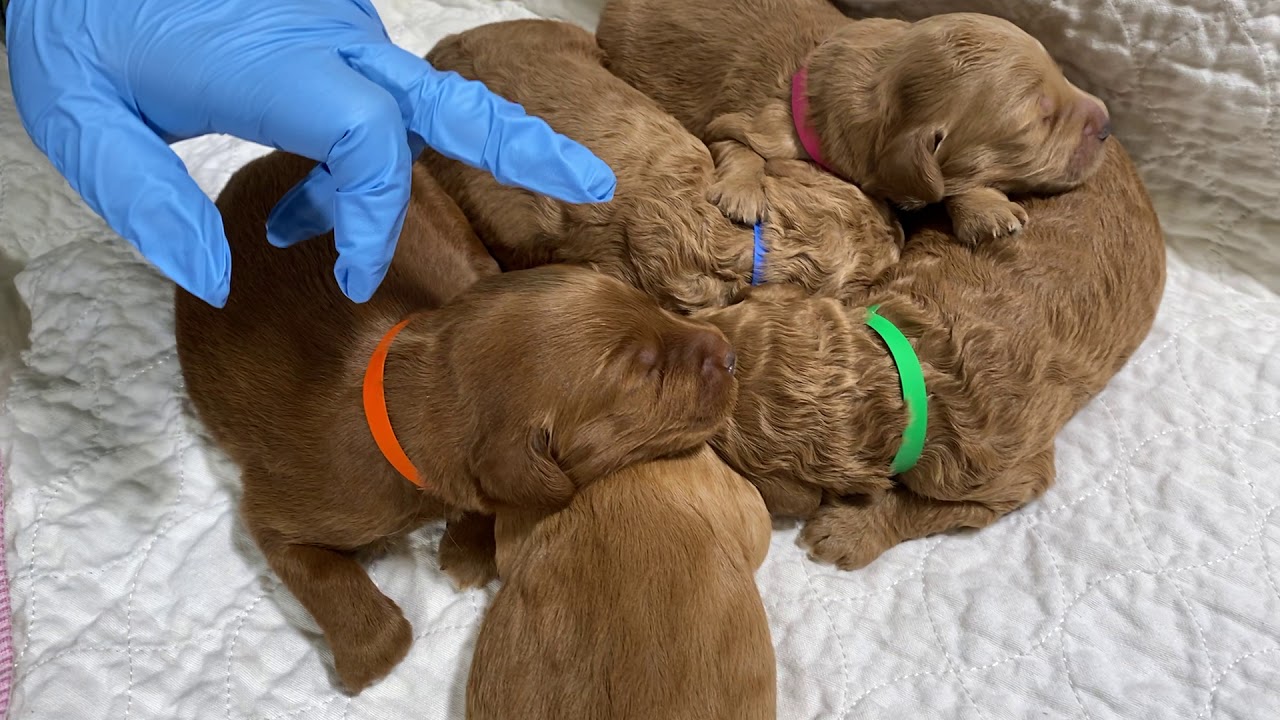 BEAUTIFUL RED TEDDYBEAR GOLDENDOODLES