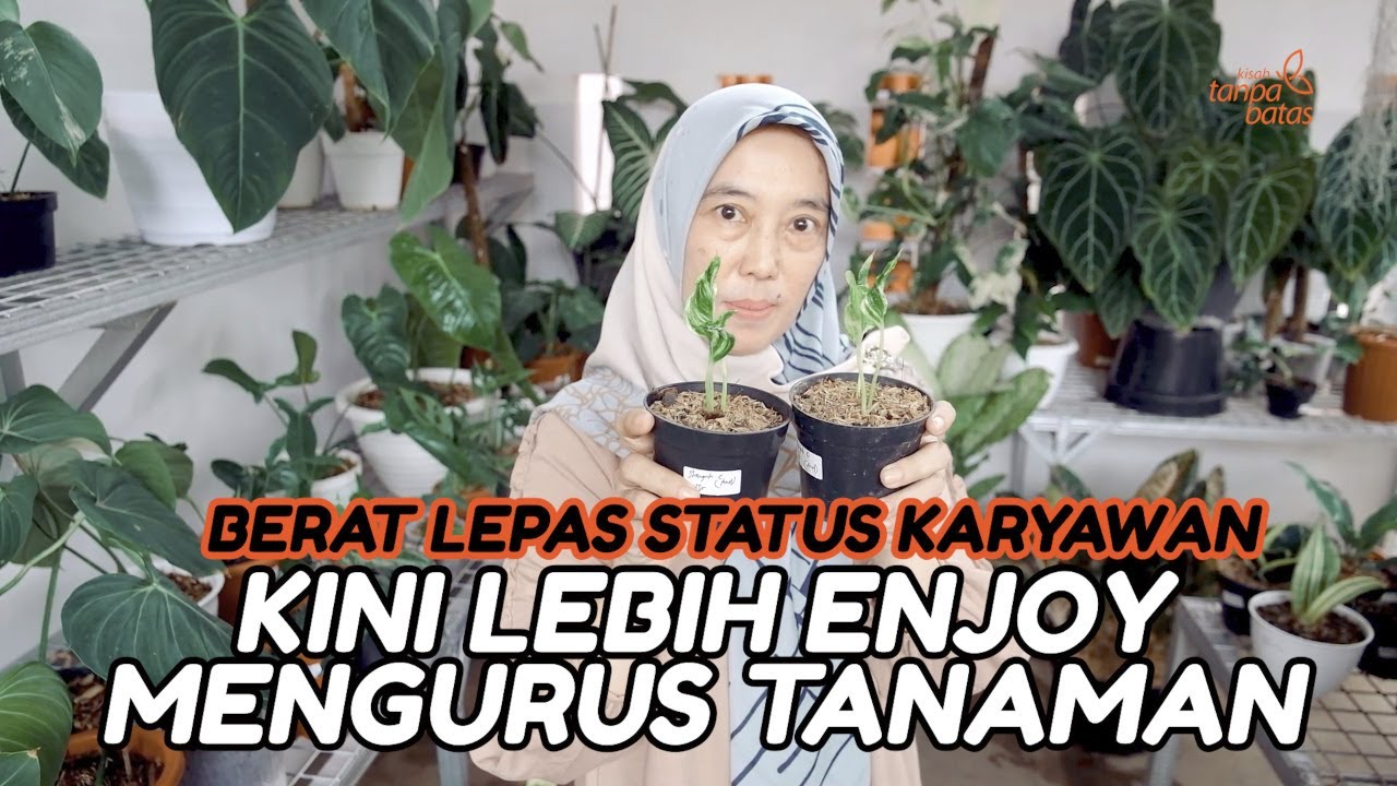 Usaha Tanaman Hias Modal 77 Ribu, Jadi Mobil dan Bangun Rumah