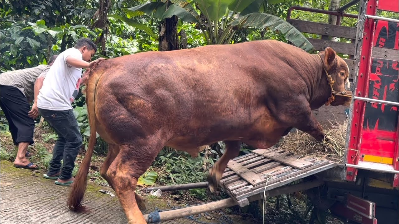 SAPI TERBESAR DI LERENG GUNUNG YG INDAH 🔥