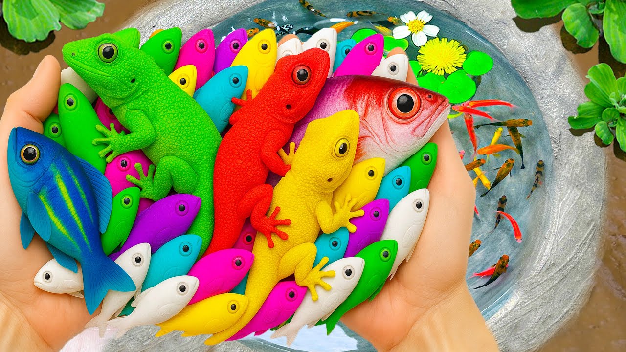 Catch Ornamental Fish in Giant Colorful Eggs, Tropical Fish, Fire Eel, Pufferfish, Turtle, Carp, Koi