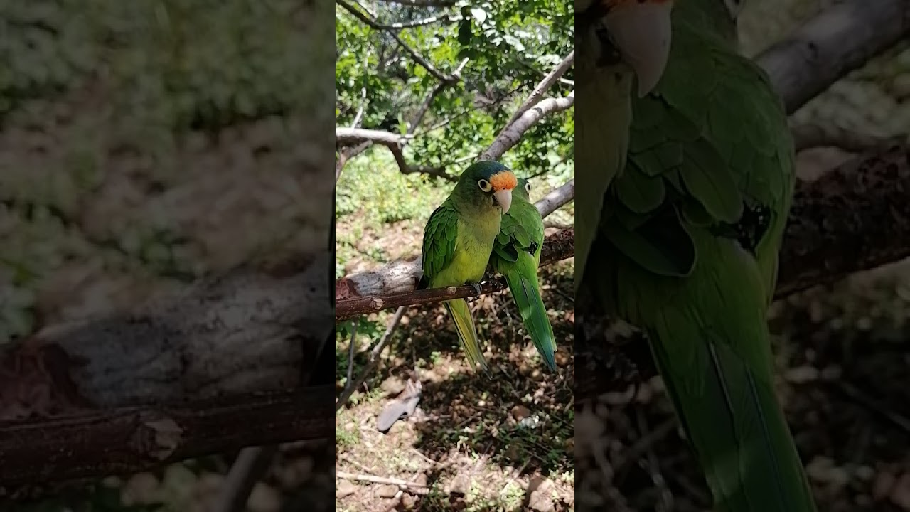 PAREJA DE PERICOS