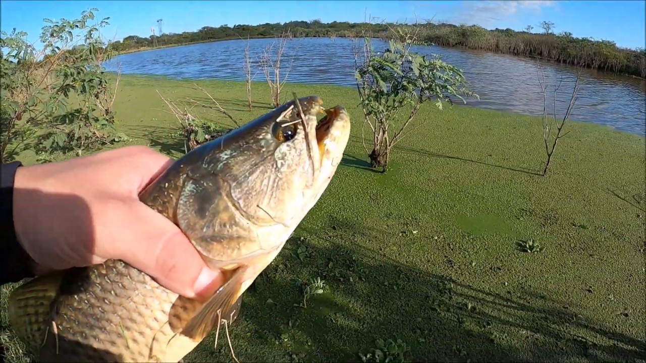 #pesca