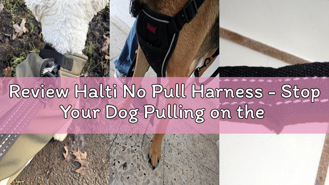 Review Halti No Pull Harness - Stop Your Dog Pulling on the Leash. Adjustable, Lightweight and Easy