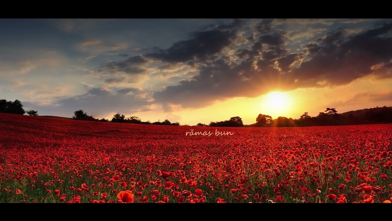 Pasarea Colibri - Cata lume intre noi