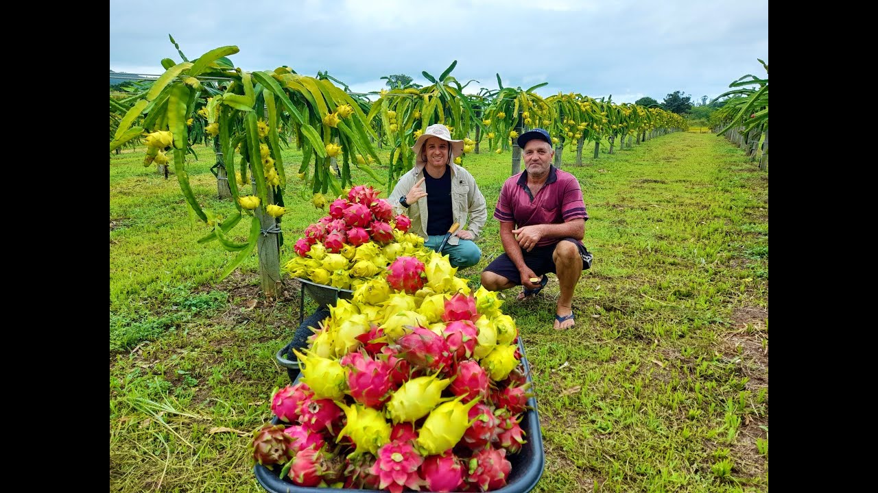 Colheita Pitaya Golden Israel e Catarina - Safra 2021/22