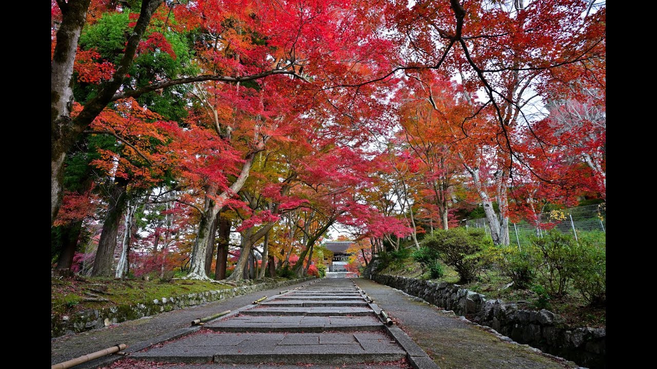 京都の紅葉2024年（４Ｋ）＃京都＃紅葉＃４Ｋ＃Kyoto#Autumnleaves＃京都秋叶＃교토의 단풍＃善峯寺＃平等院＃毘沙門堂＃法然院＃銀閣寺＃三千院＃勝持寺＃金蔵寺＃ライトアップ＃大原野神社