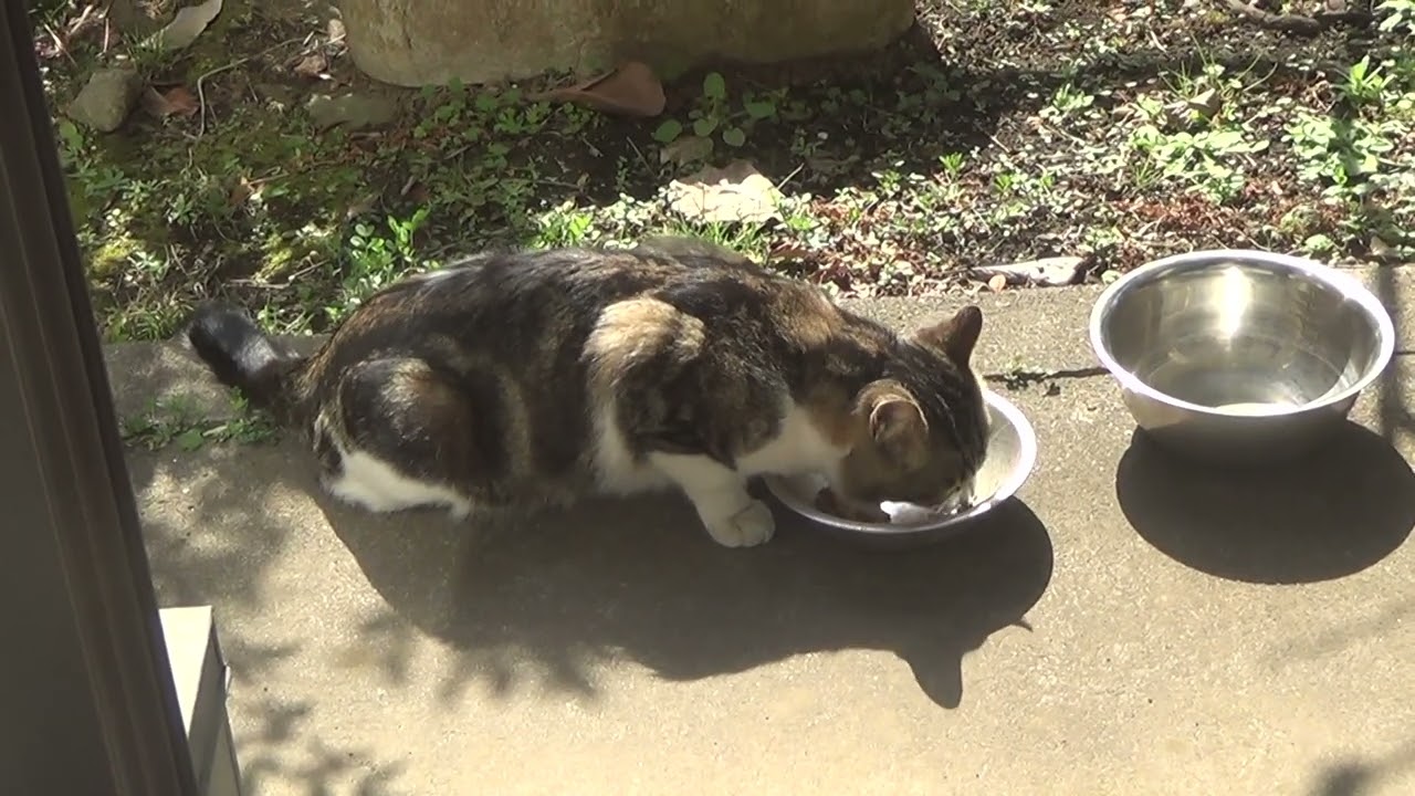 Impudent came & ate cat food: 2026/3/1 (Sun)