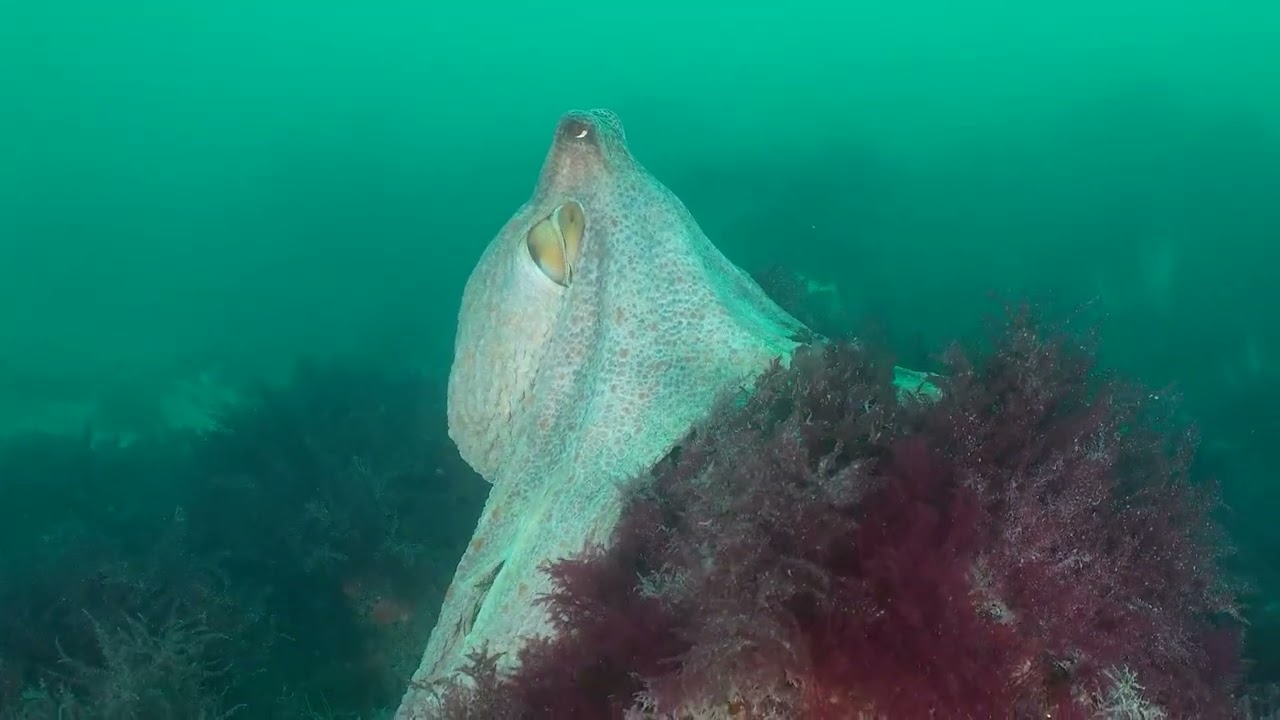 Octopus periscoping in Cornwall