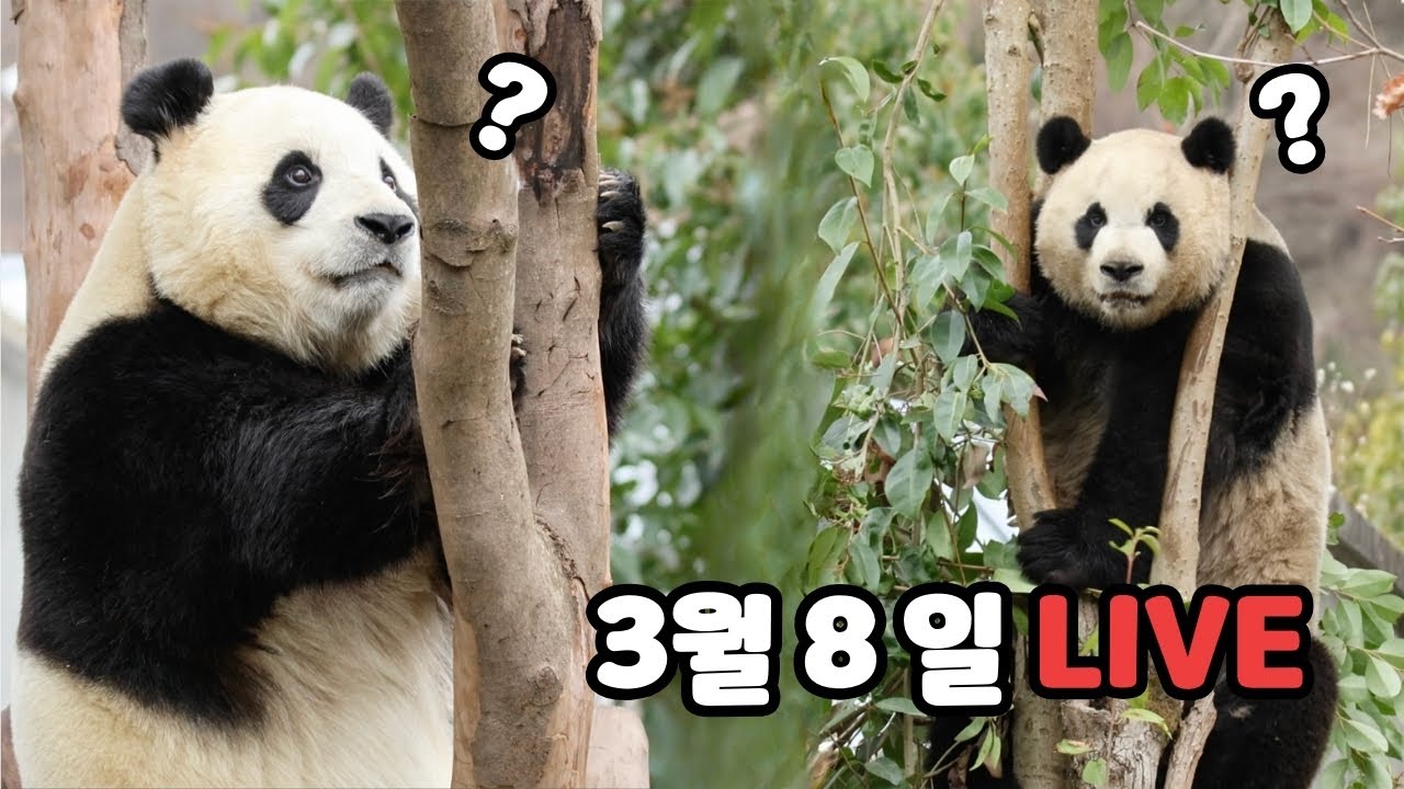 화가 잔뜩난 옆집 오빠, 푸바오를 바라보자 단숨에 풀어지는데…? / 3월 8일 라이브