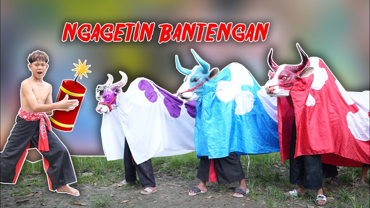 NGAGETIN BANTENGAN SAPI MBEROT PAKAI M3RCON SAMPAI BANGUN