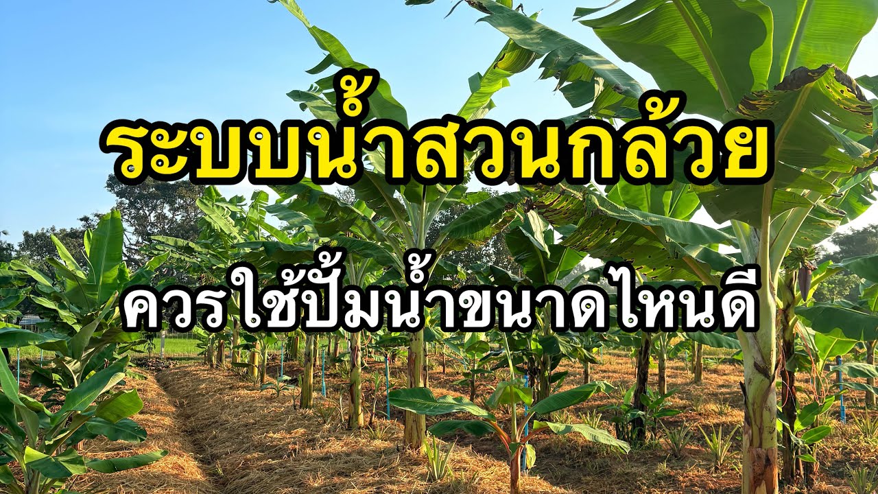 ติดตั้งระบบน้ำ สวนกล้วย ควรใช้ปั้มขนาดไหนดีสุด