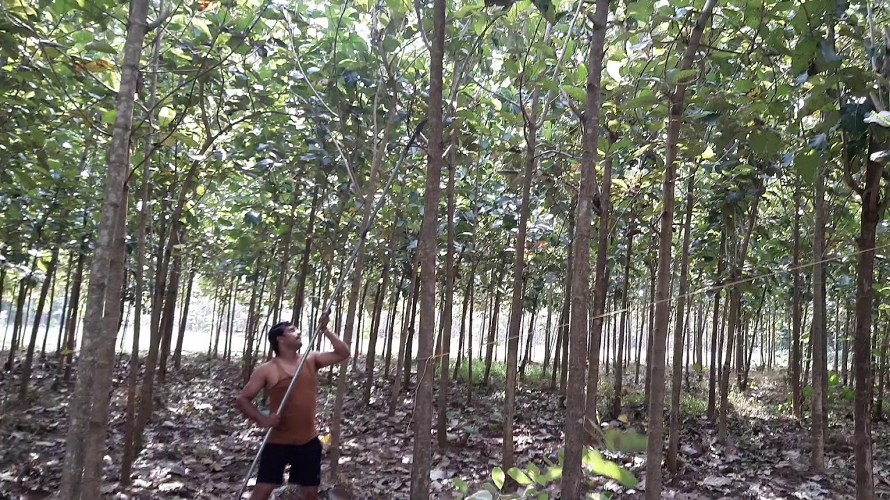 Teak plantation pruning 9150363676