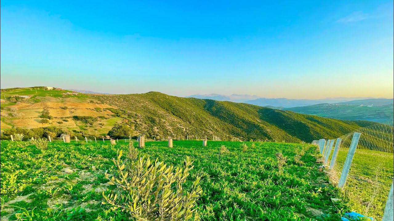غرسة هميزة معتبرة مفججة ومليئة بالاشجار المثمرة 0703640826 نواحي الخميس انجرة طنجة