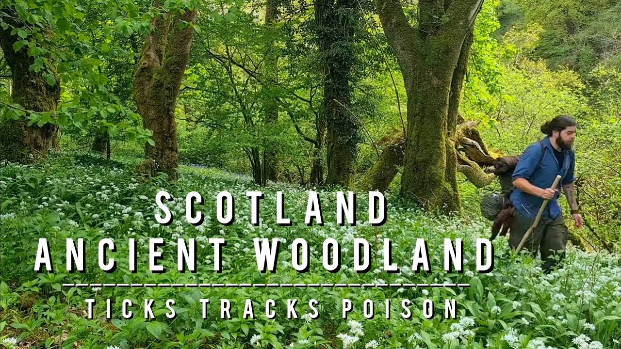 Minimal Camping | Ancient Scottish Woodland | Tracks | Ticks | Poison