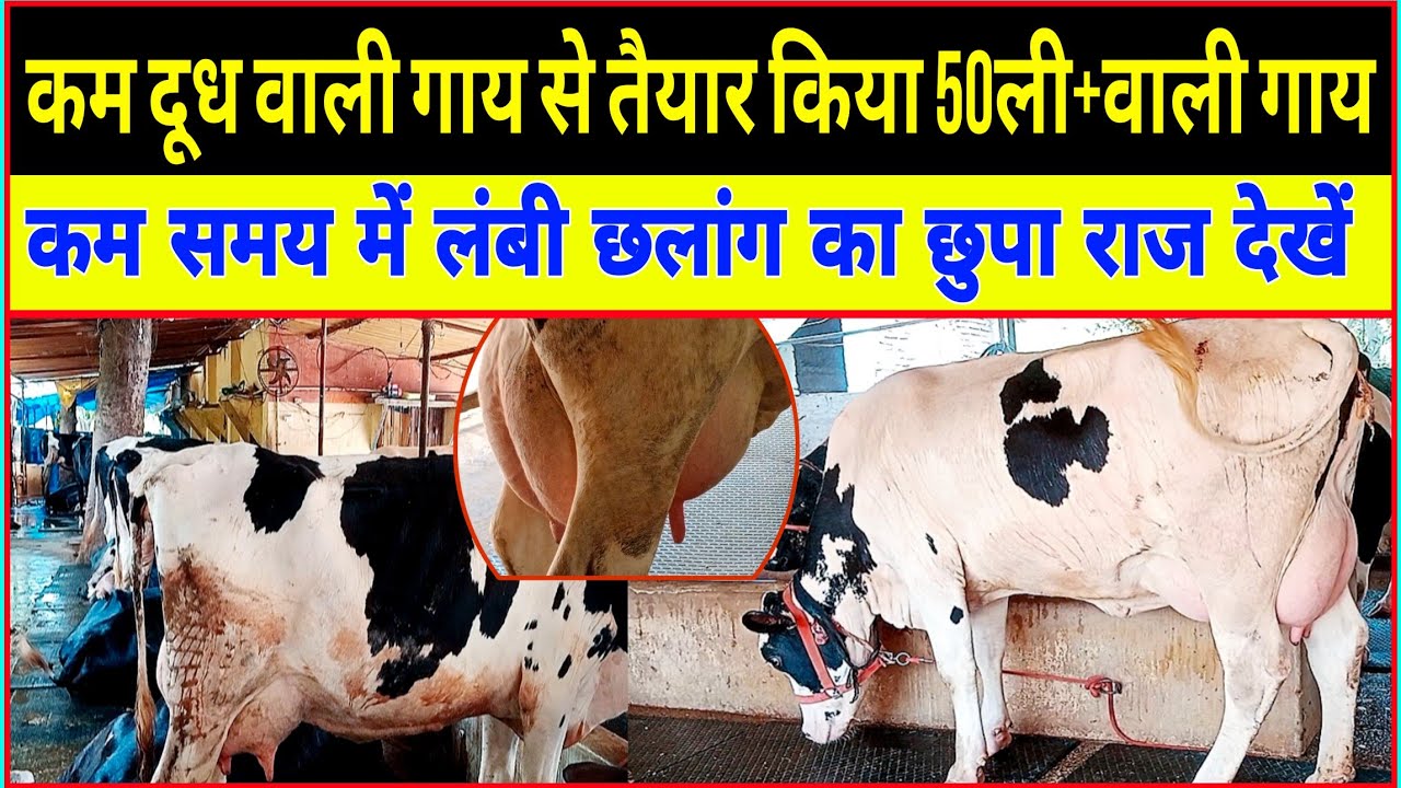 कम दूध वाली गाय से 50ली.वाली गाय तैयार कर साबित किया/successful dairy farm bihar/hf farm bihar ||