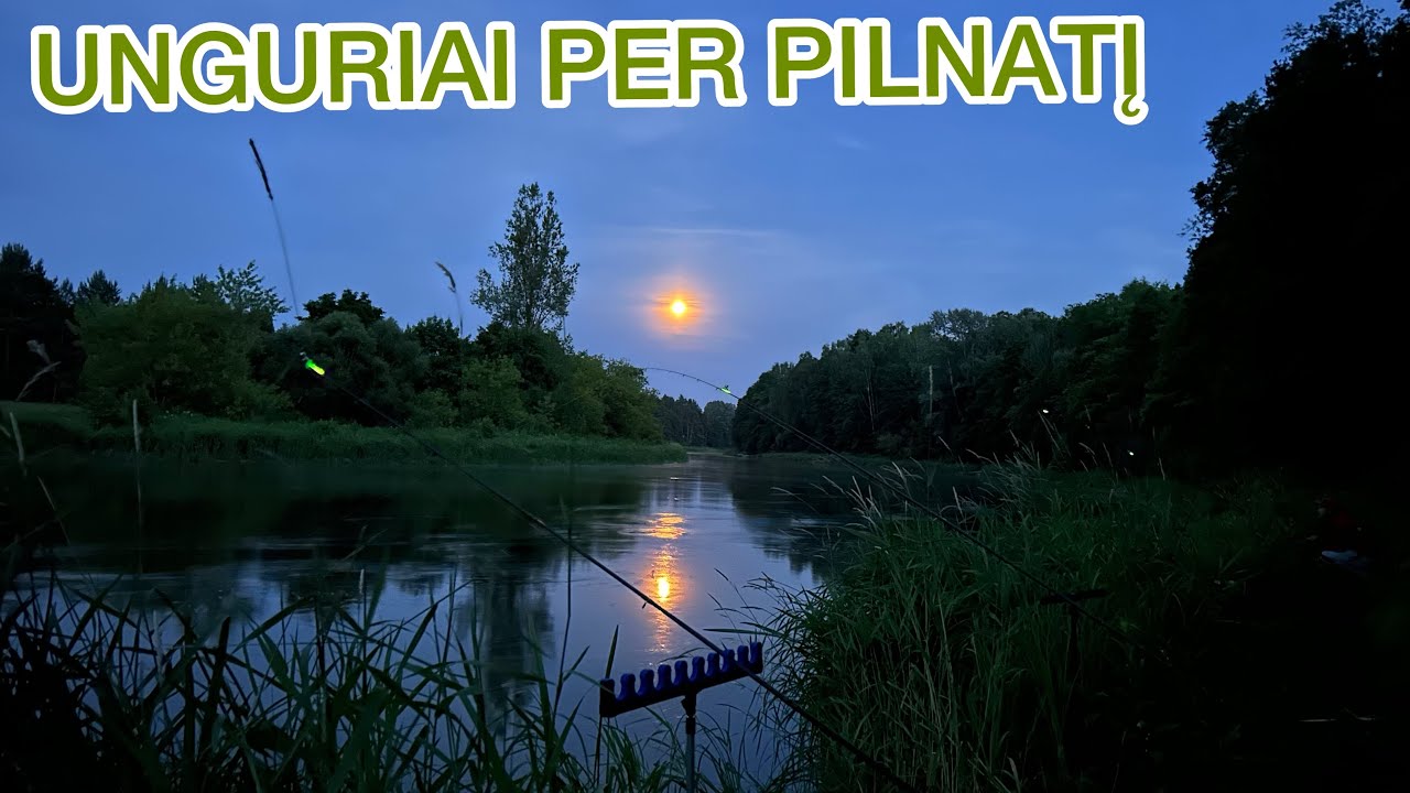 ČIA TAI KIBIMAS! UNGURIAI, ŠAMAI, VĖGĖLĖS, ŠAPALAI IR VISKAS PER MĖNULIO PILNATĮ NERYJE 2023