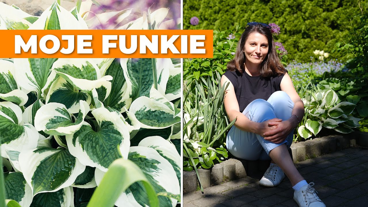 Funkie w moim ogrodzie. Przegląd odmian i moje doświadczenia w uprawie.