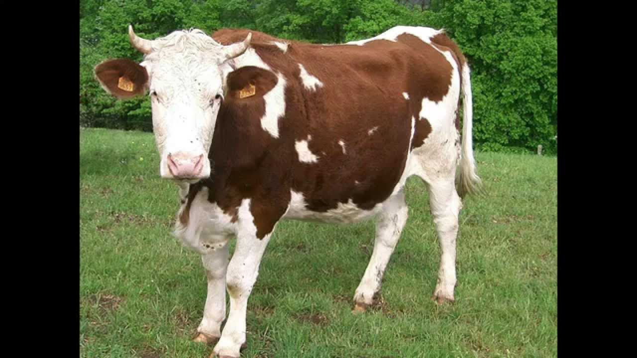VACHE qui MEUGLE le cri de la VACHE