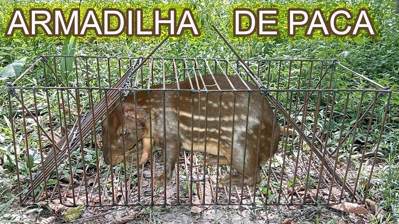 A ARMADILHA MAIS FUCIONAL DO MOMENTO