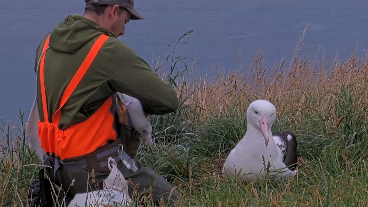 Royal Albatross Chick Graduates To A Bigger Bag During Weight Check | DOC | Cornell Lab