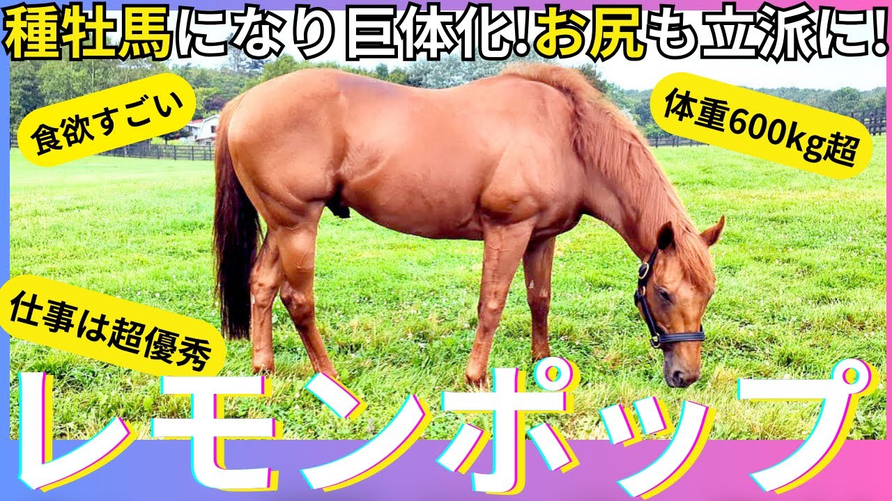 【レモンポップの現在】「半年で約１００キロ増」巨体化した種牡馬生活に密着！初年度から人気爆発２１４頭に種付け