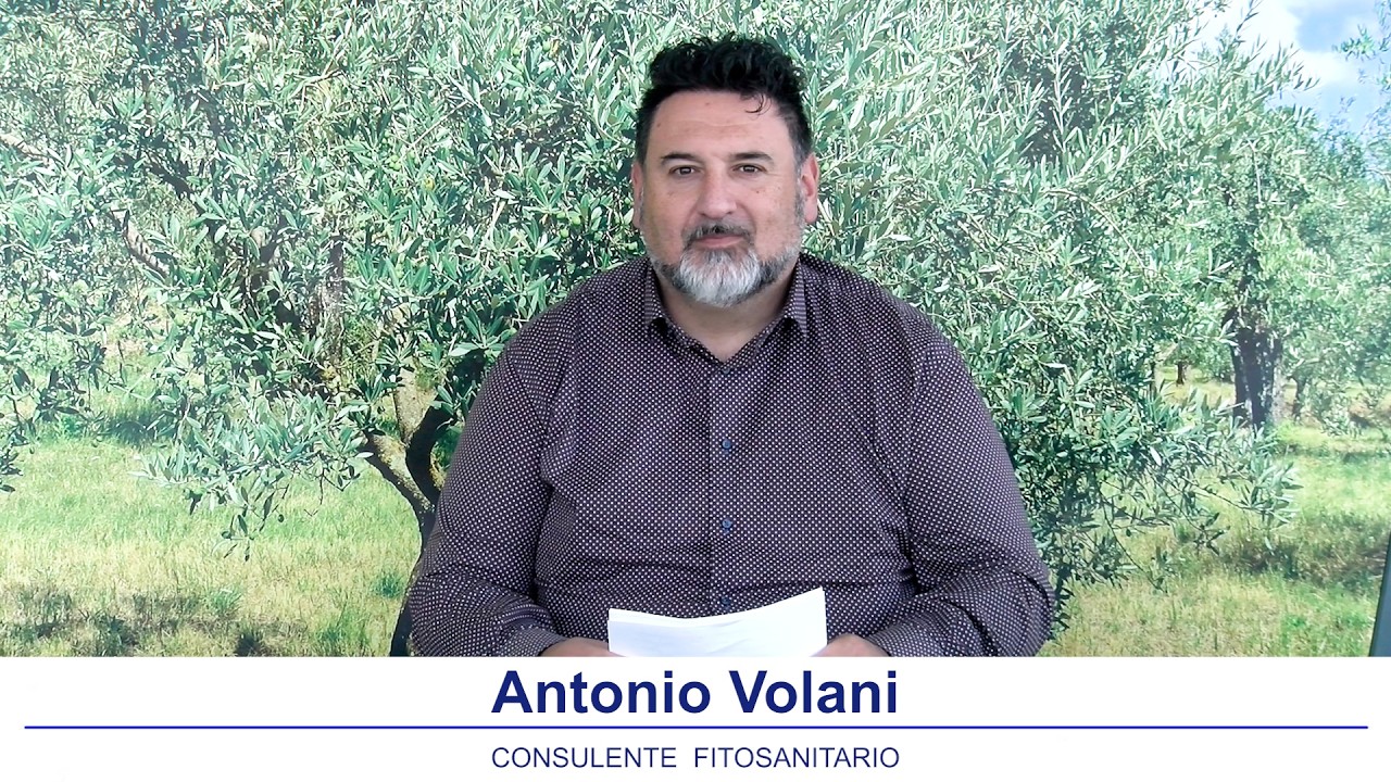 Notiziario olivicolo Emilia Romagna 13 Marzo 2026