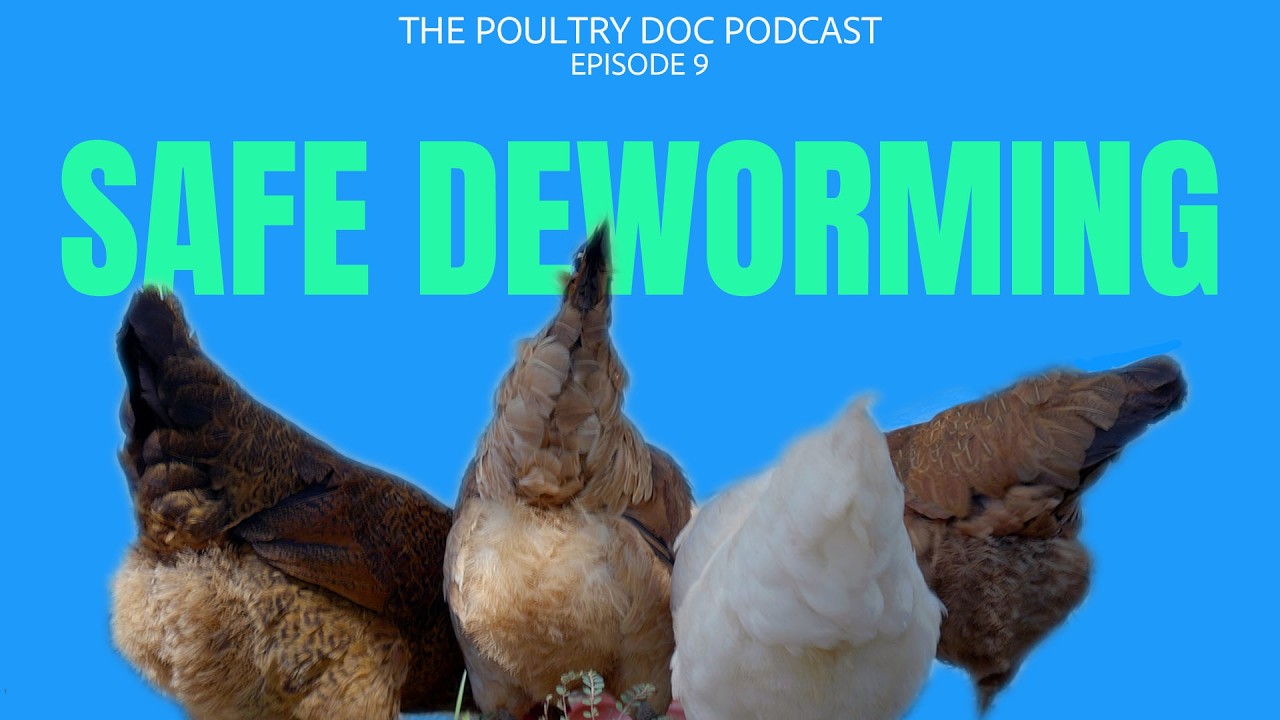 Dr. Blayne on How to Treat Your Flock with the Only FDA-Approved Dewormer for Backyard Chickens