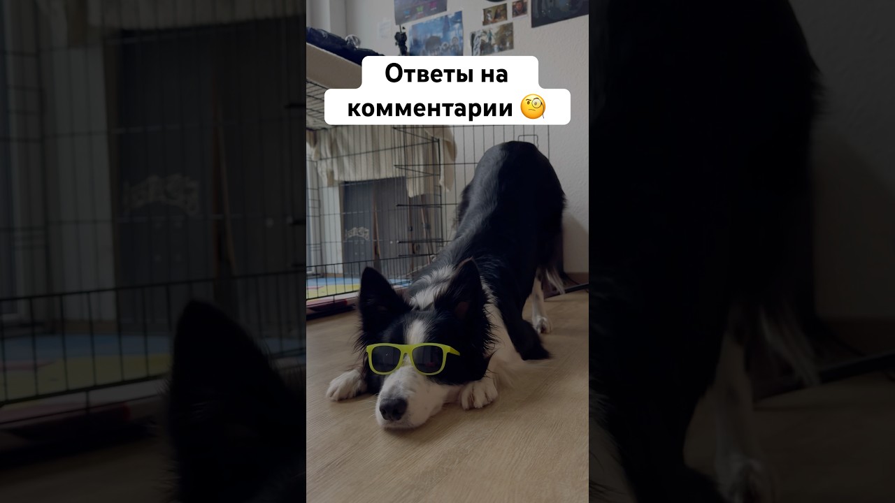 Ответы на рандомные комментарии #бордерколли #окки #ответынакомментарии #собака #догблогер #треш